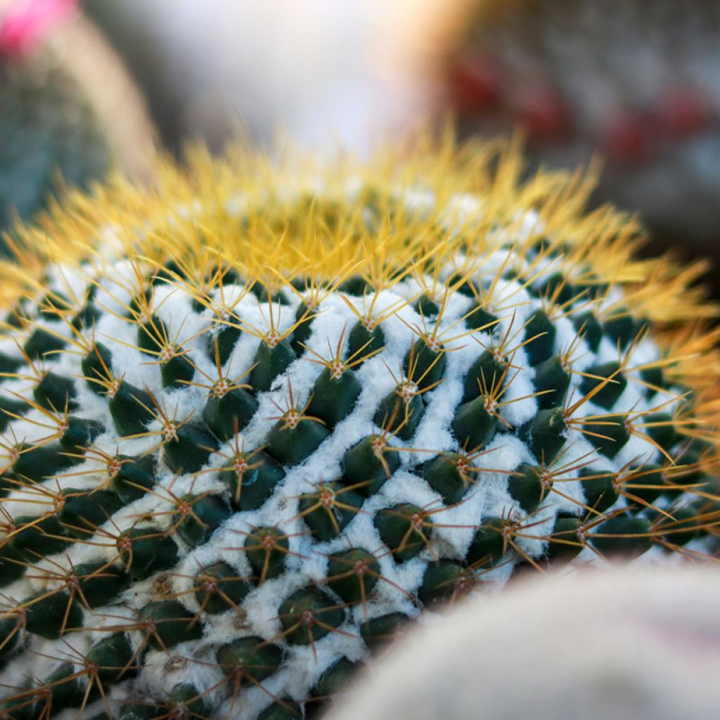 Cactus - Mammillaria marksiana