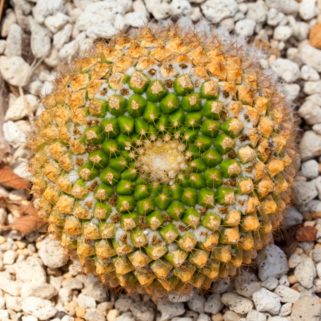 Cactus - Mammillaria marksiana