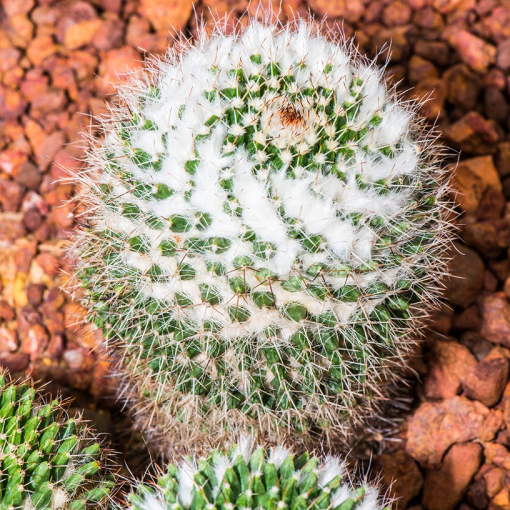 Cactus - Mammillaria pringlei