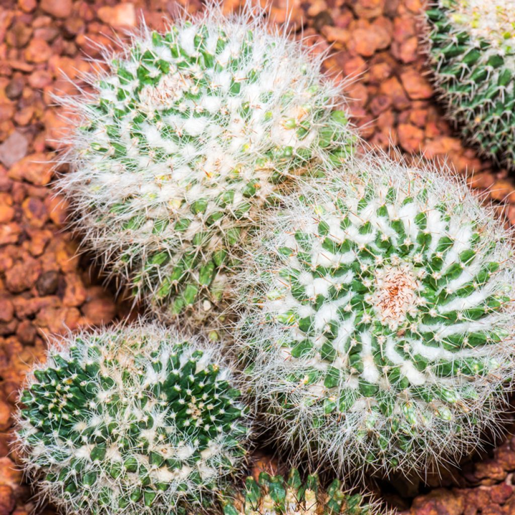 Cactus - Mammillaria pringlei