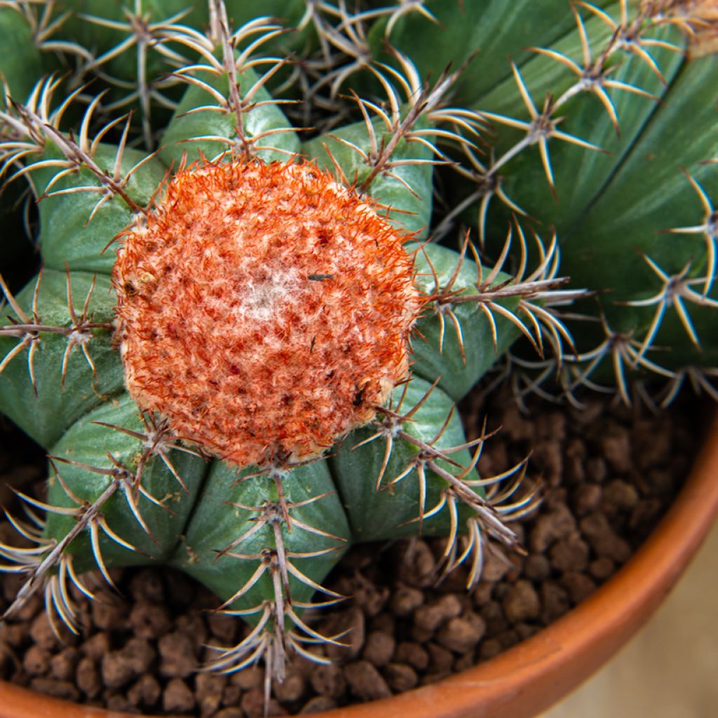 Cactus - Melocactus bahiensis