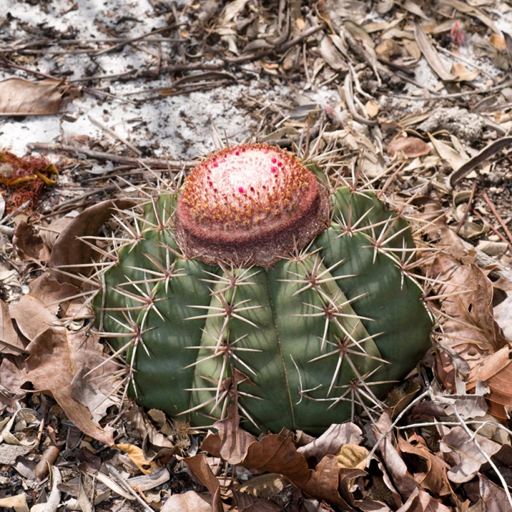 Cactus - Melocactus bahiensis