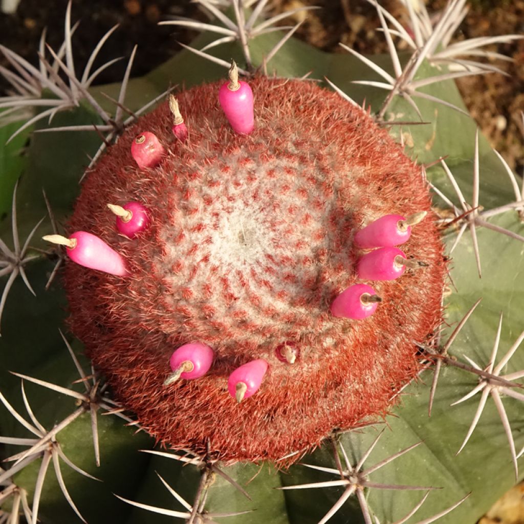 Cactus - Melocactus bahiensis