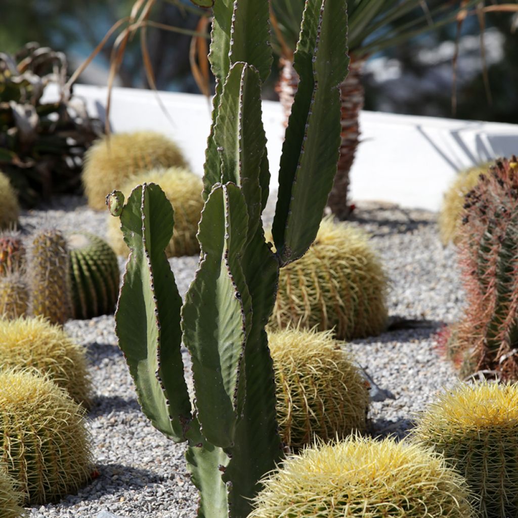 Cactus - Pachycereus pringlei