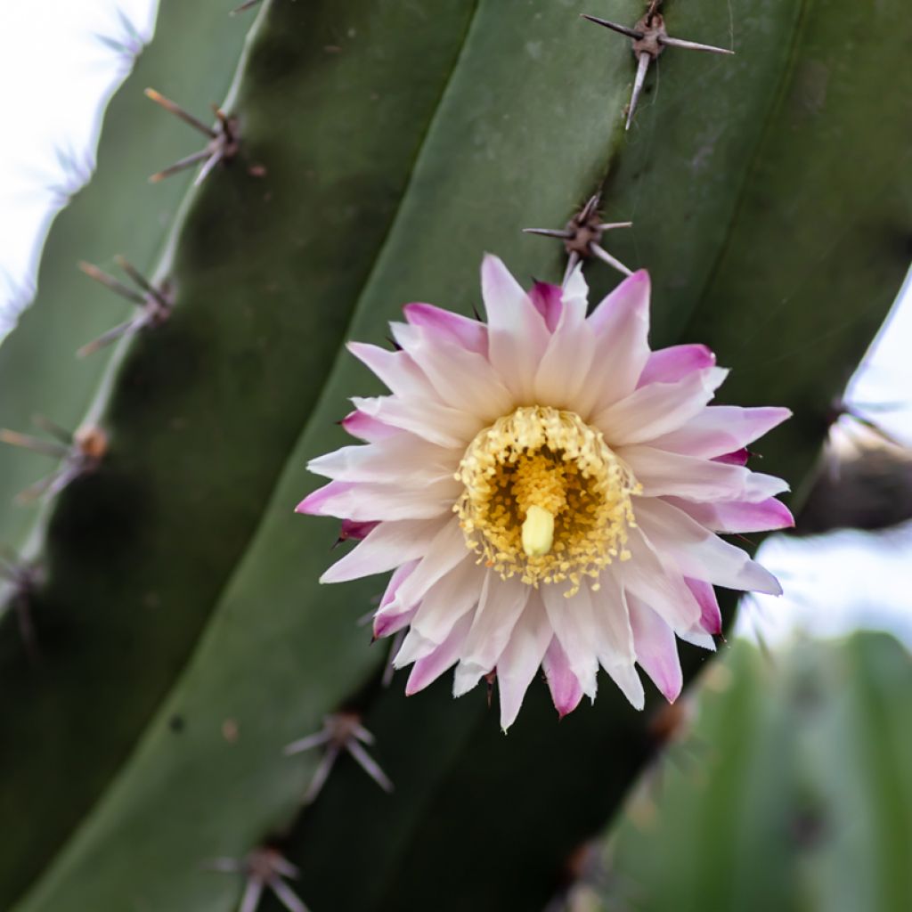 Cactus - Polaskia chende