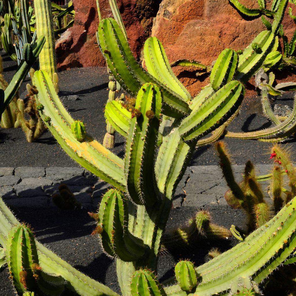 Cactus - Polaskia chende