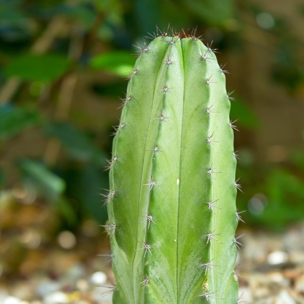 Cactus - Polaskia chichipe