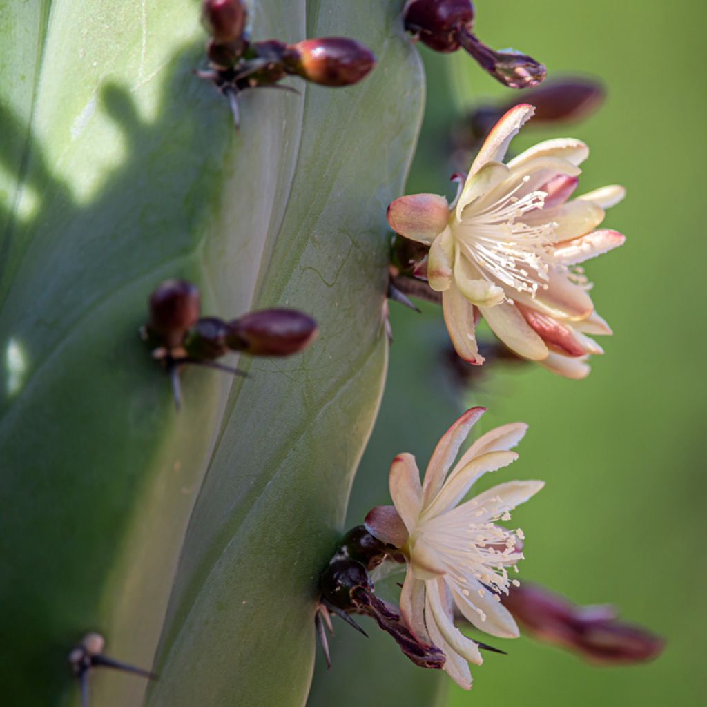 Cactus - Polaskia chichipe