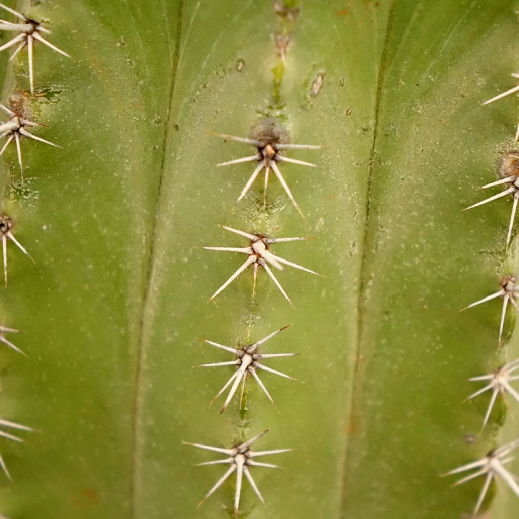 Cactus - Polaskia chichipe