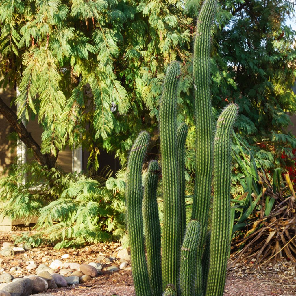 Cactus - Stenocereus griseus