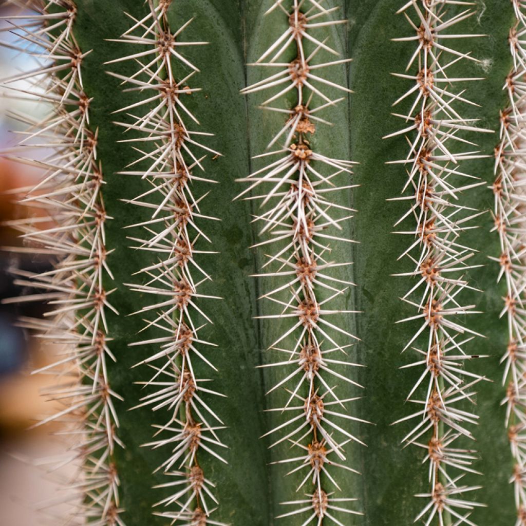 Cactus - Stenocereus griseus