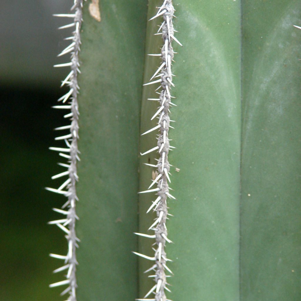 Cactus - Stenocereus marginatus