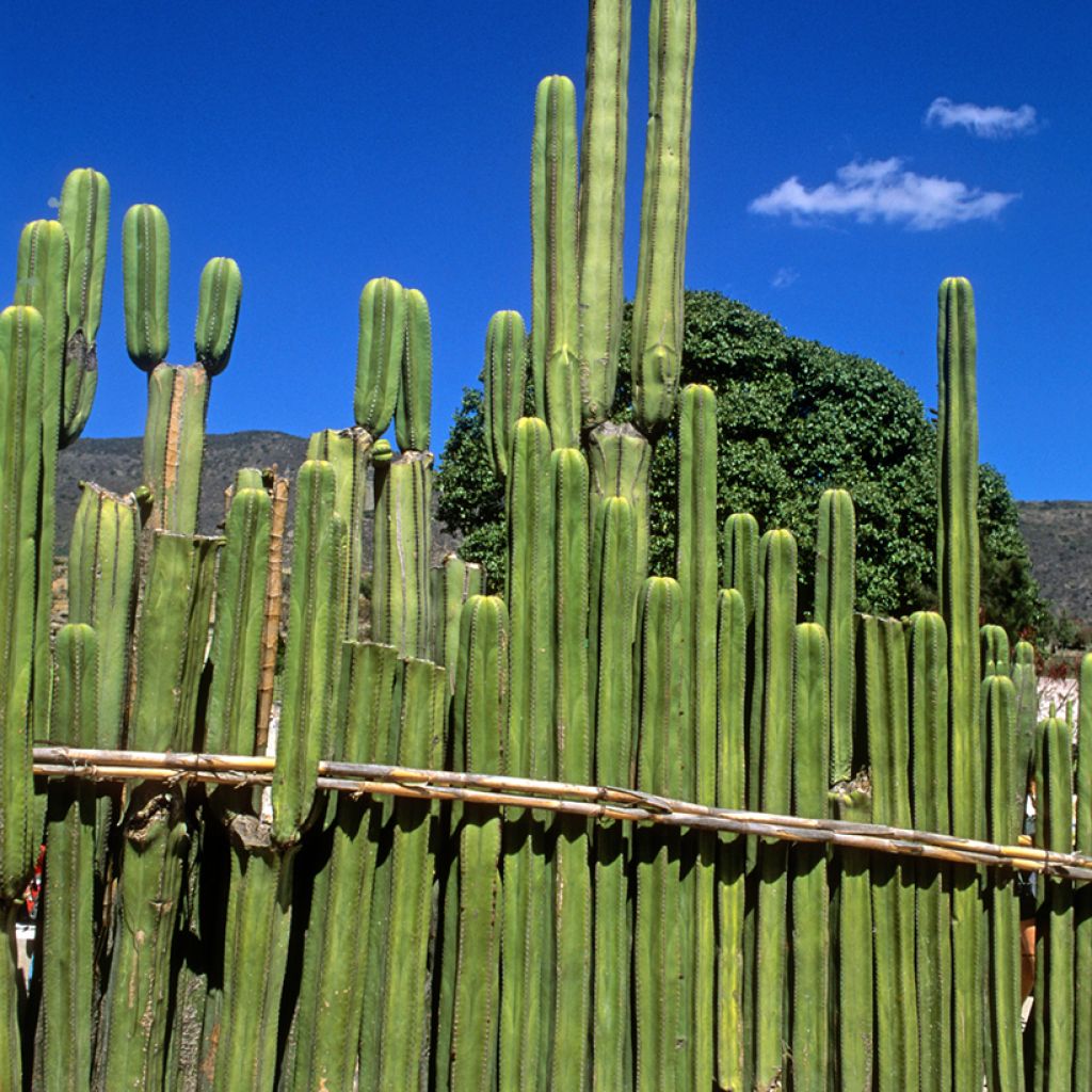 Cactus - Stenocereus marginatus