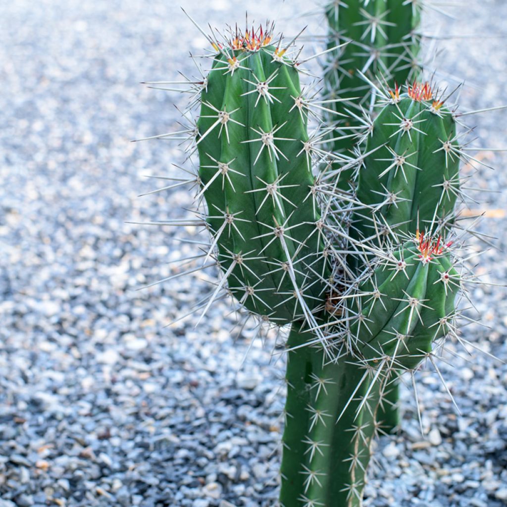 Cactus - Stetsonia coryne