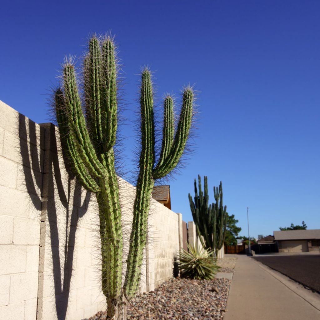 Cactus - Stetsonia coryne