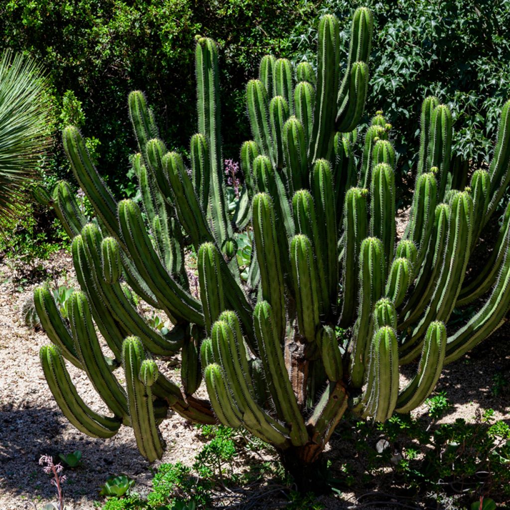Cactus de San Pedro - Trichocereus pachanoi