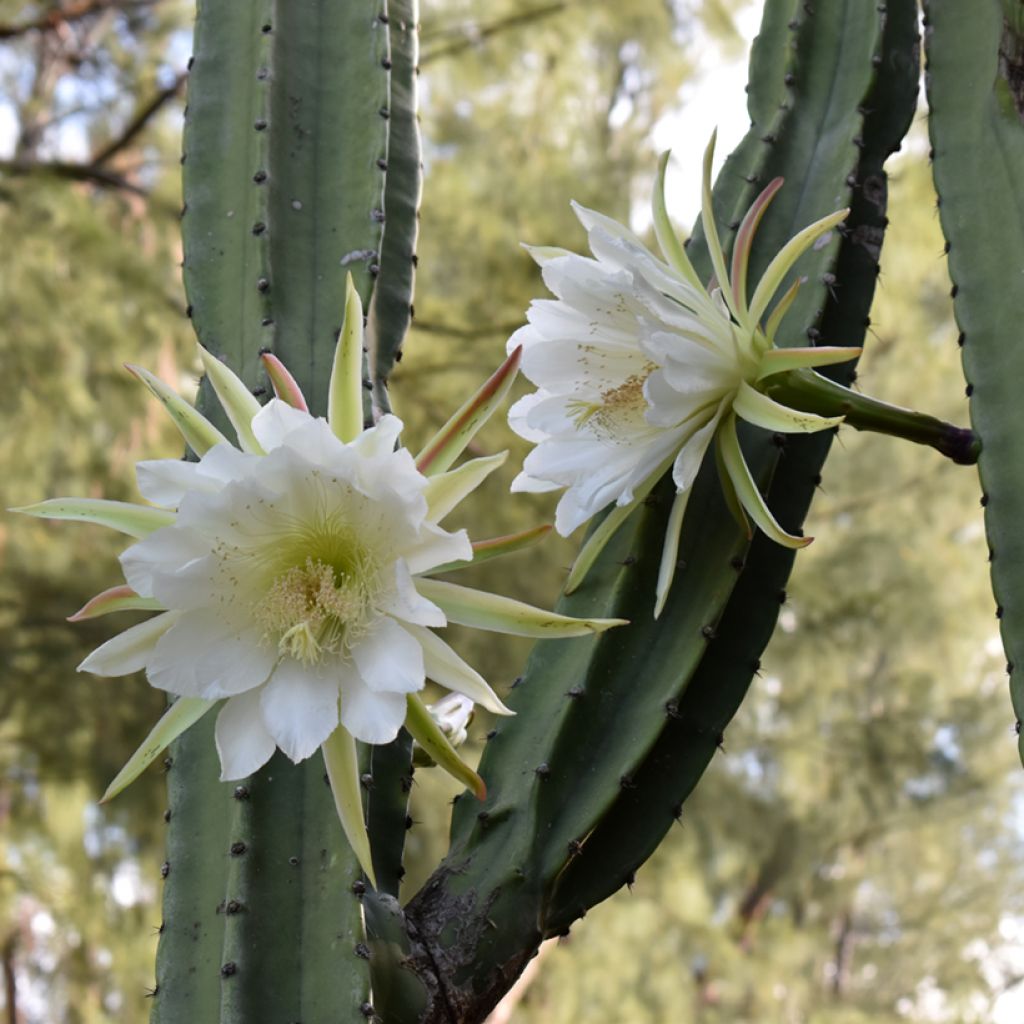 Cactus de San Pedro - Trichocereus pachanoi