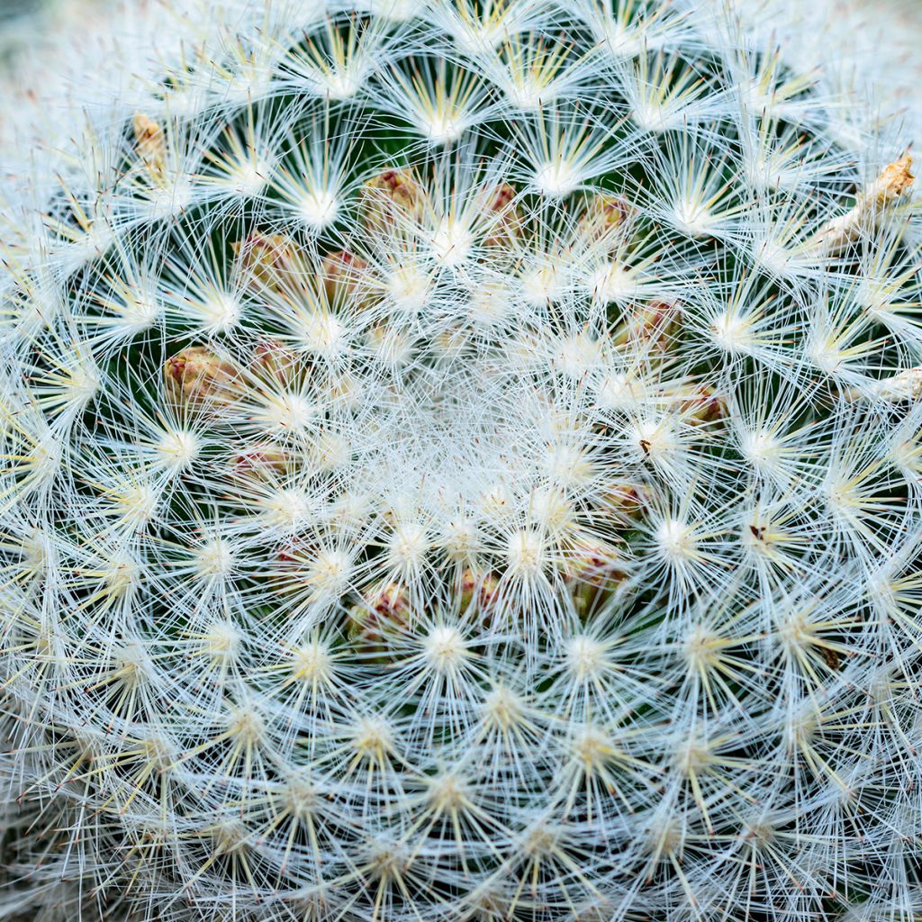 Cactus - Mammillaria baxteriana