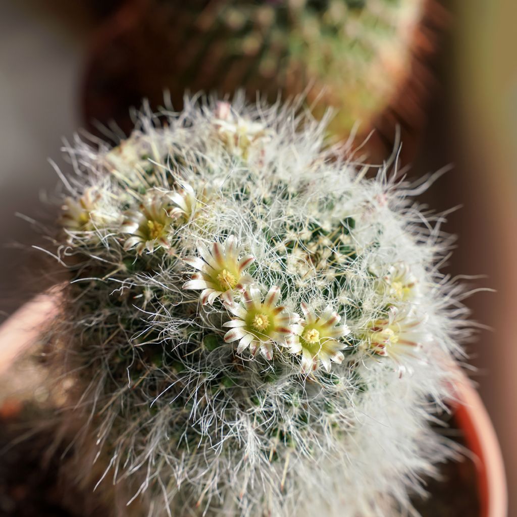 Cactus - Mammillaria baxteriana