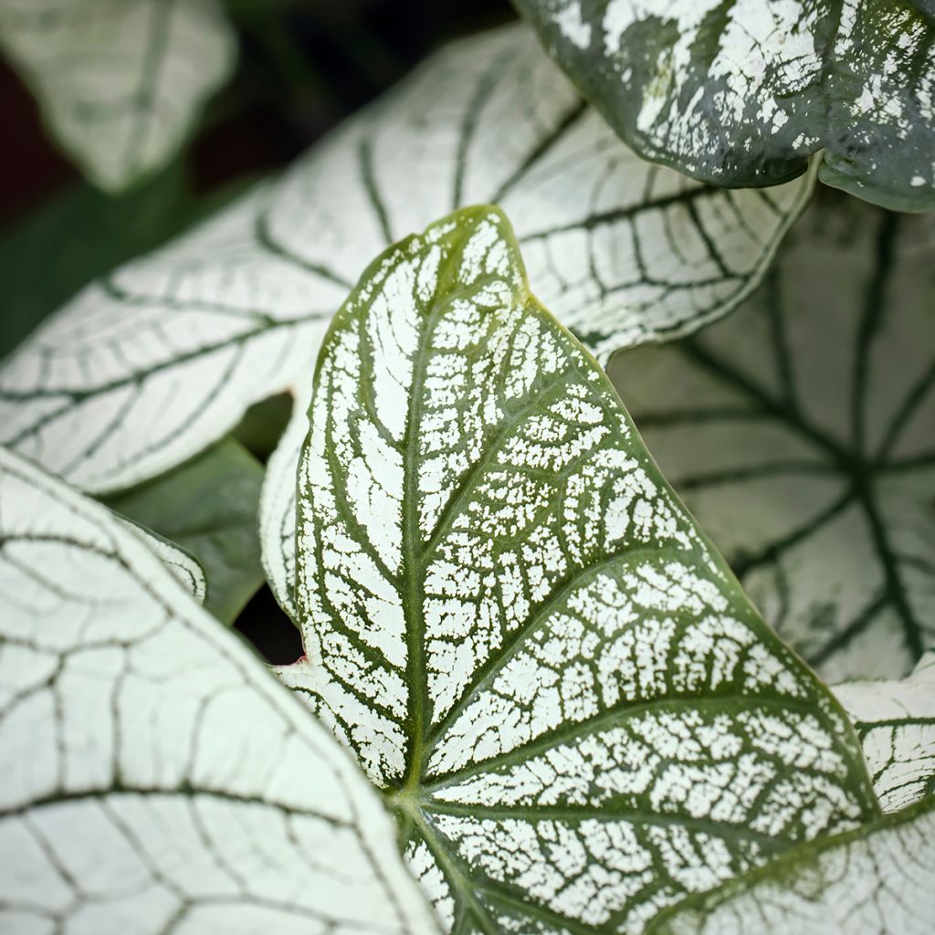 Caladium Pliage