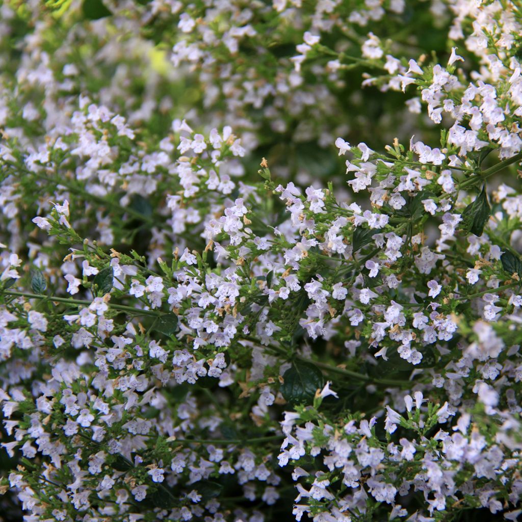 Calamintha nepeta - Calament