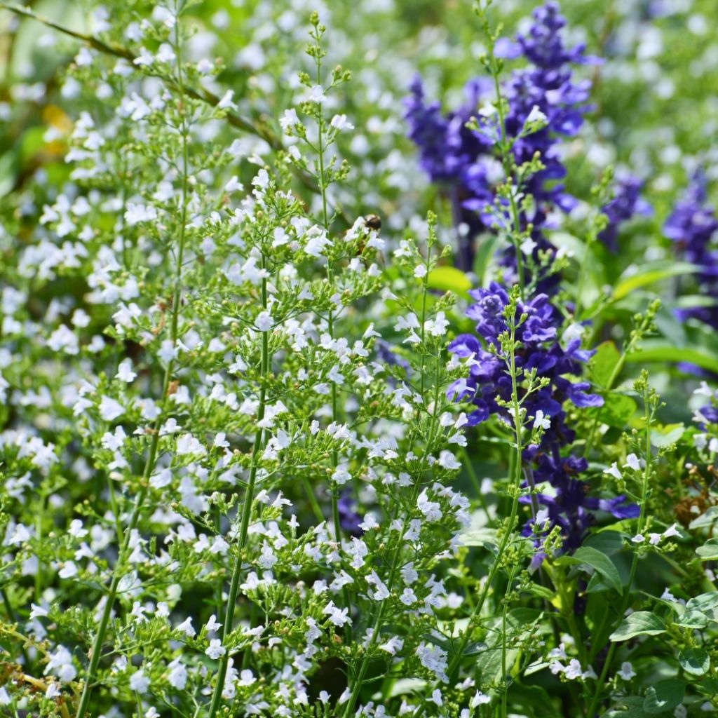 Calamintha nepeta - Calament