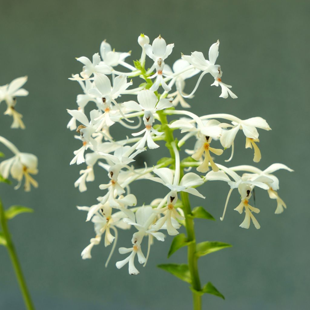 Calanthe triplicata - Orchidée vivace