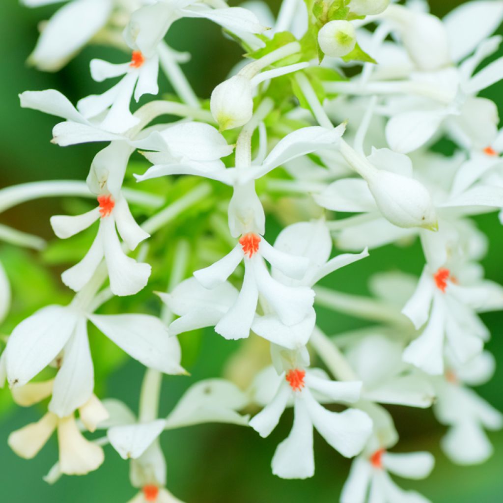 Calanthe triplicata - Orchidée vivace