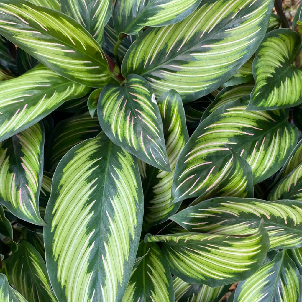 Calathea Beauty Star