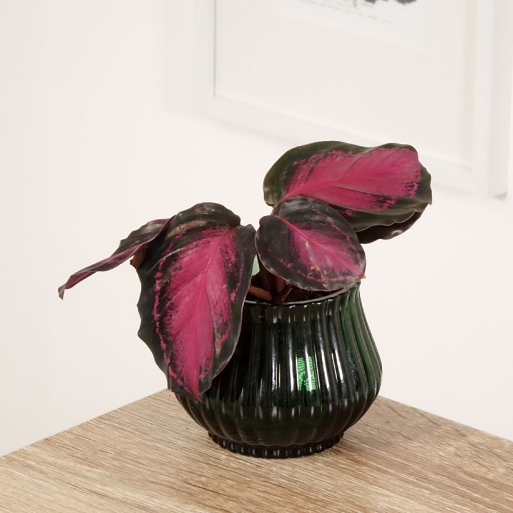 Calathea Crimson