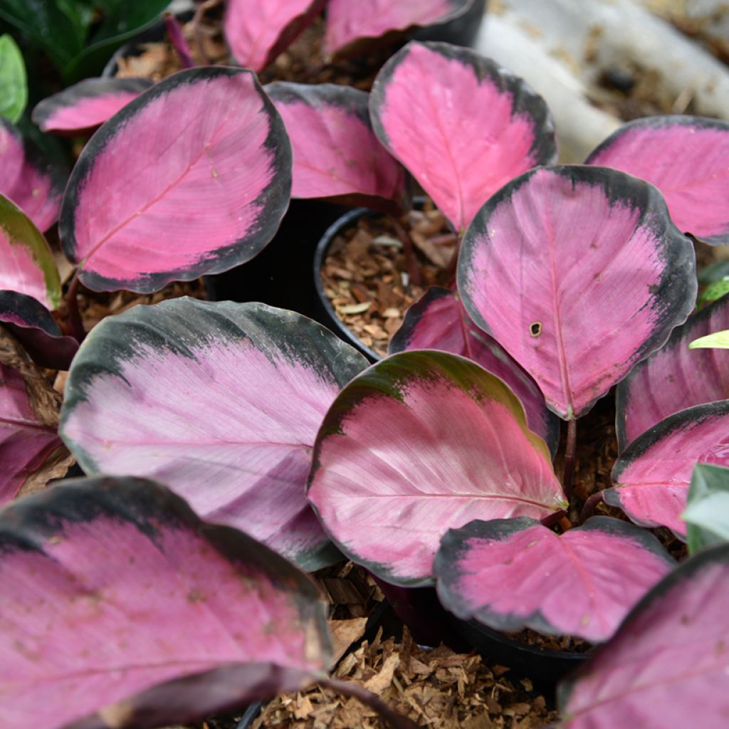 Calathea Crimson