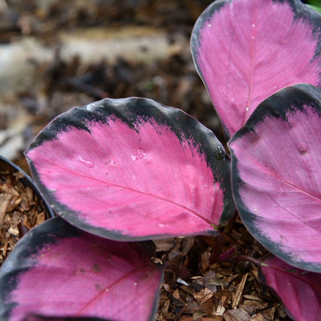 Calathea Crimson