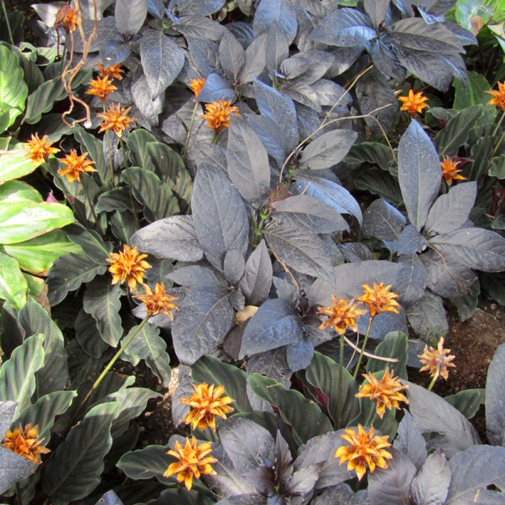 Calathea crocata - Calathée safranée
