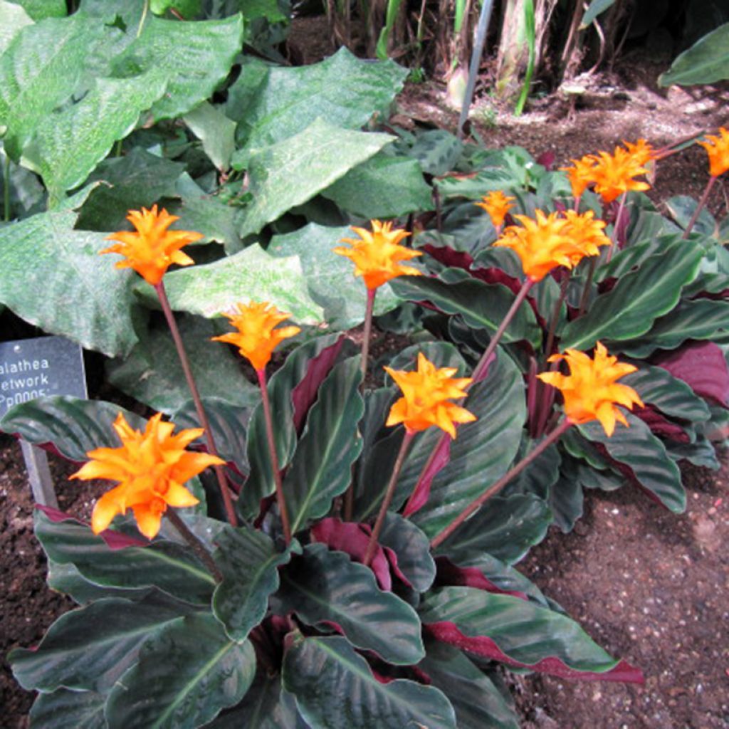 Calathea crocata - Calathée safranée