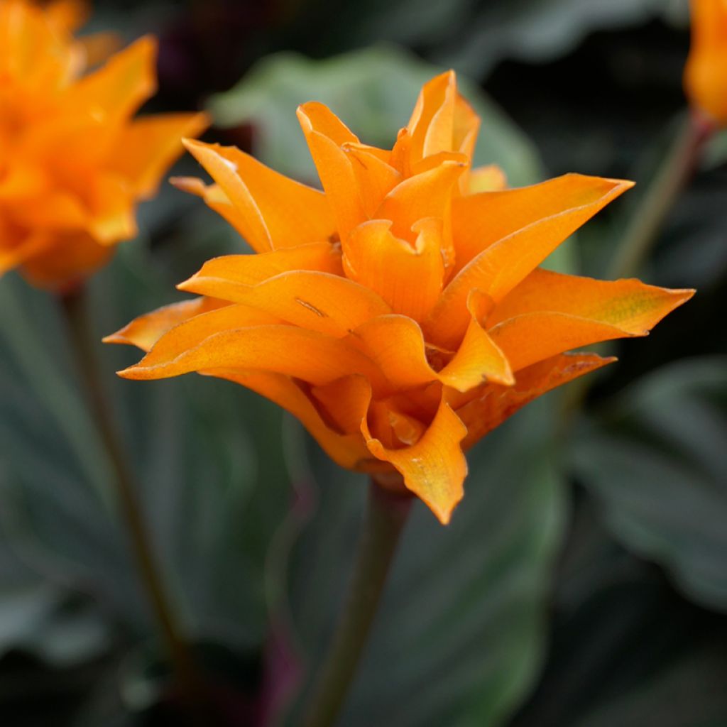 Calathea crocata - Calathée safranée
