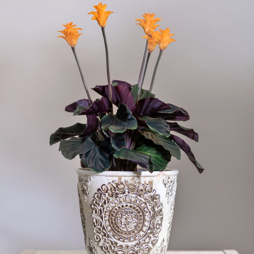 Calathea crocata - Calathée safranée
