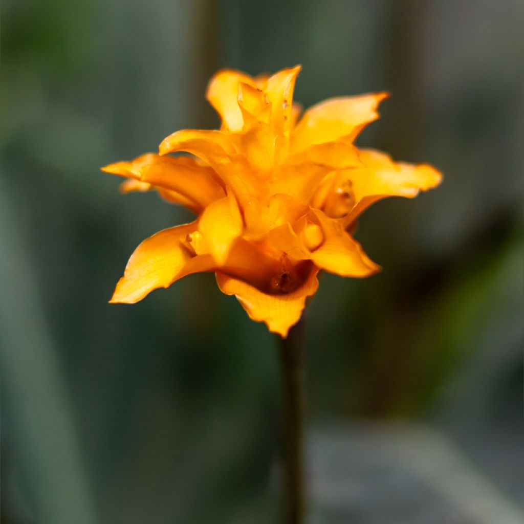 Calathea crocata - Calathée safranée