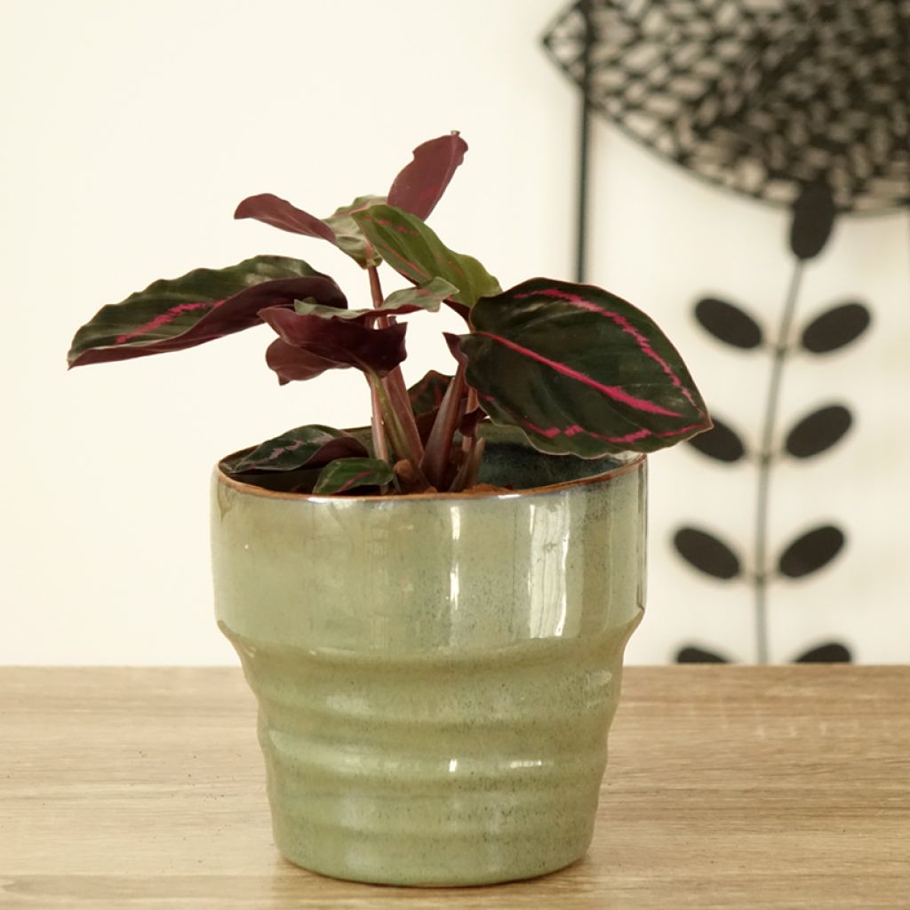 Calathea Dottie