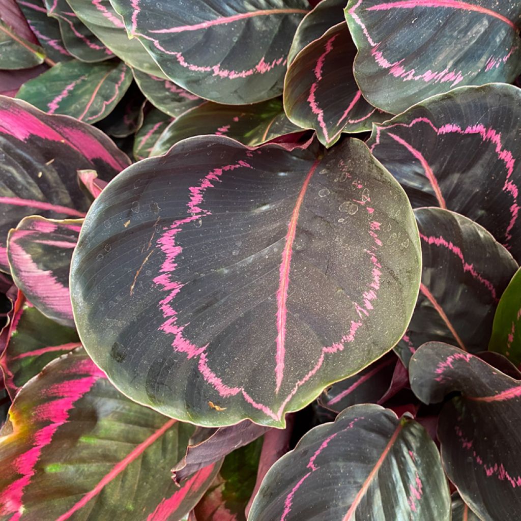 Calathea Dottie