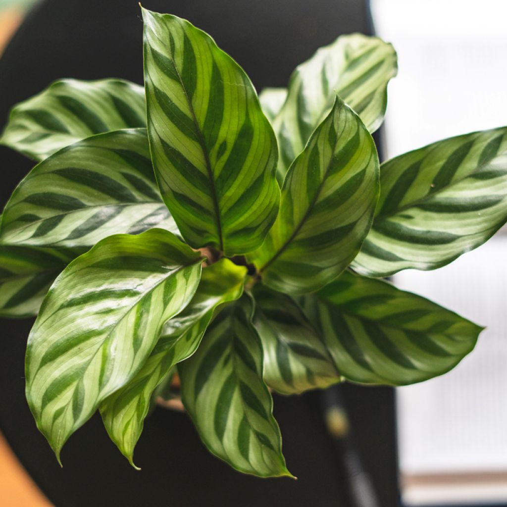 Calathea Freddie