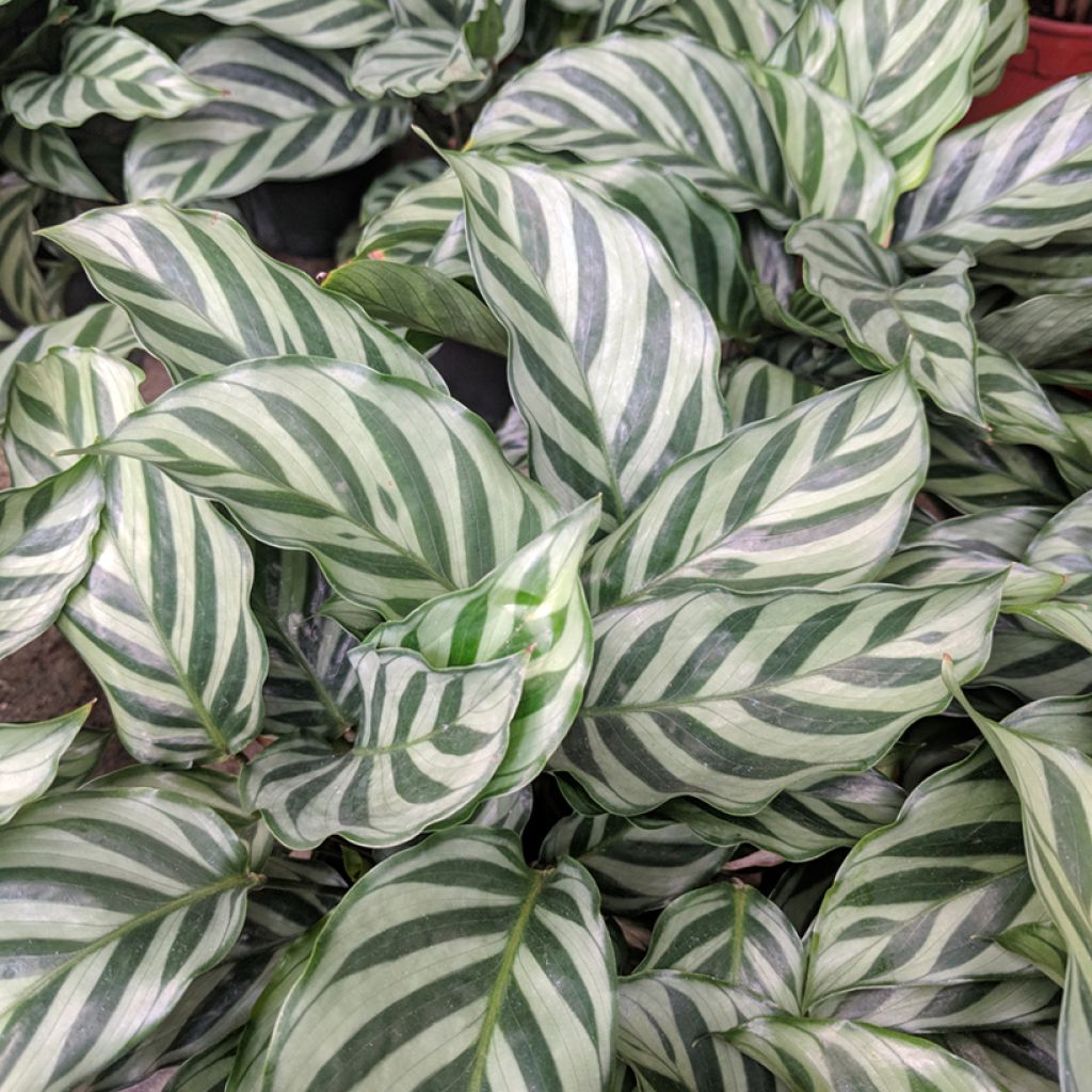 Calathea Freddie