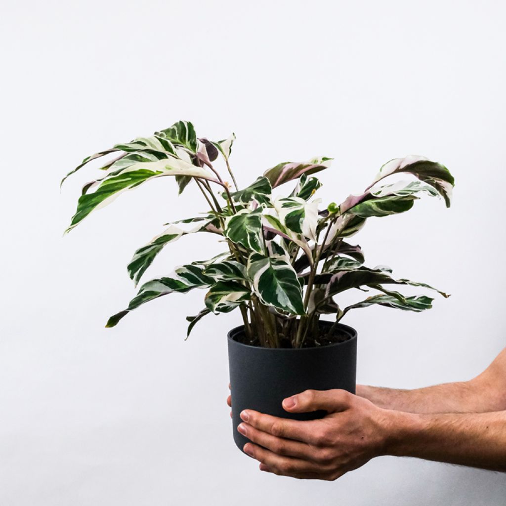 Calathea Fusion White