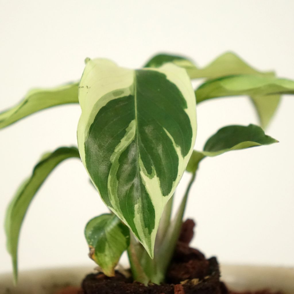 Calathea Fusion White