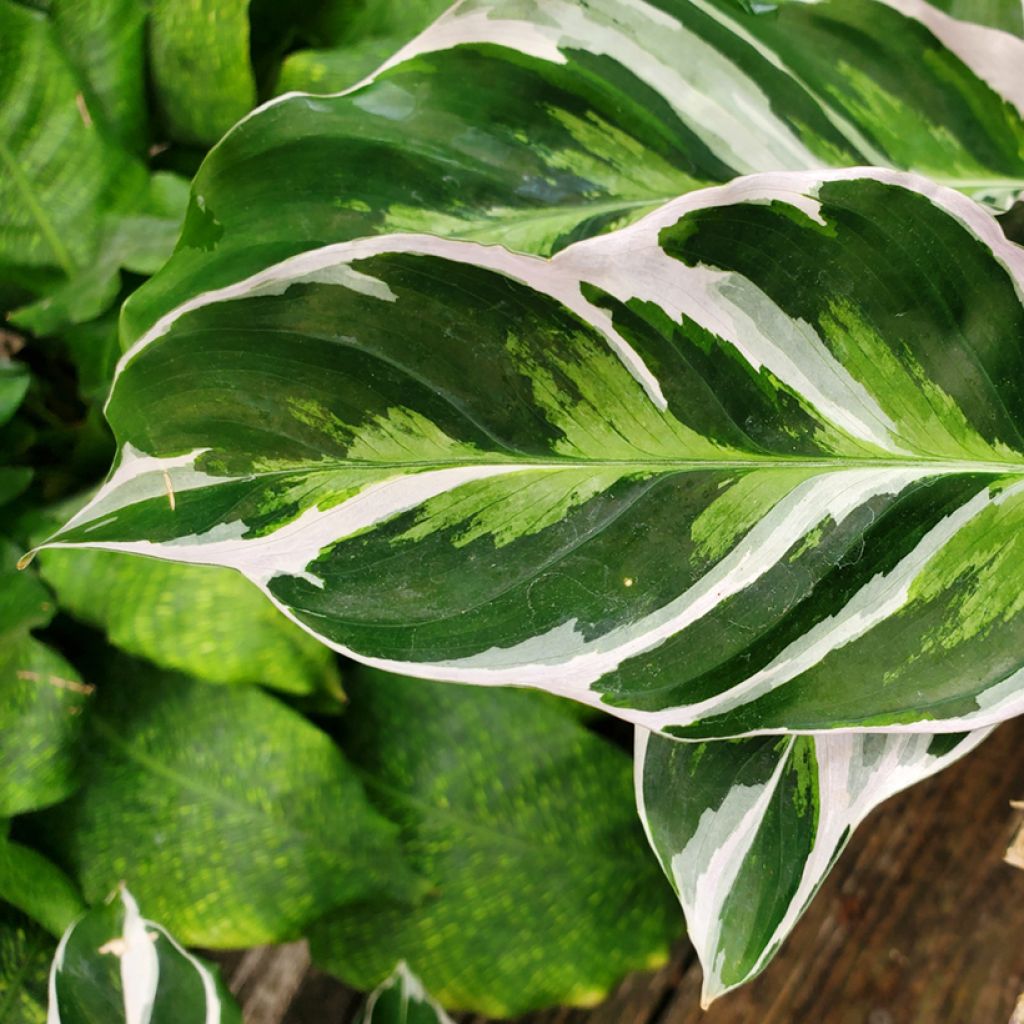 Calathea Fusion White