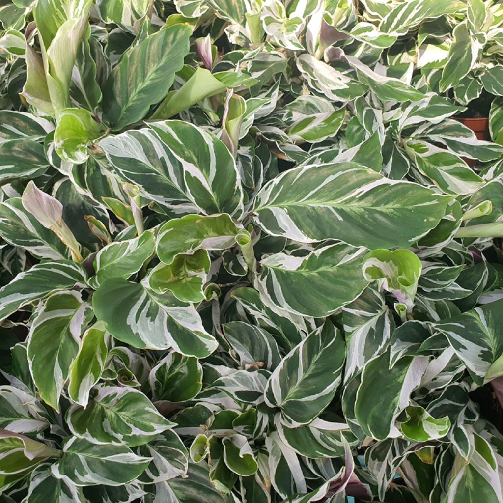 Calathea Fusion White