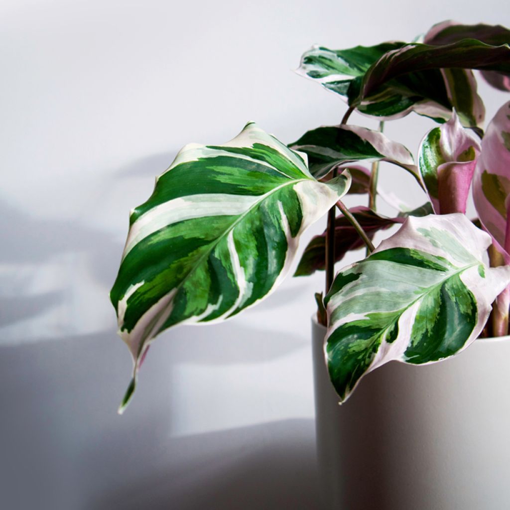 Calathea Fusion White