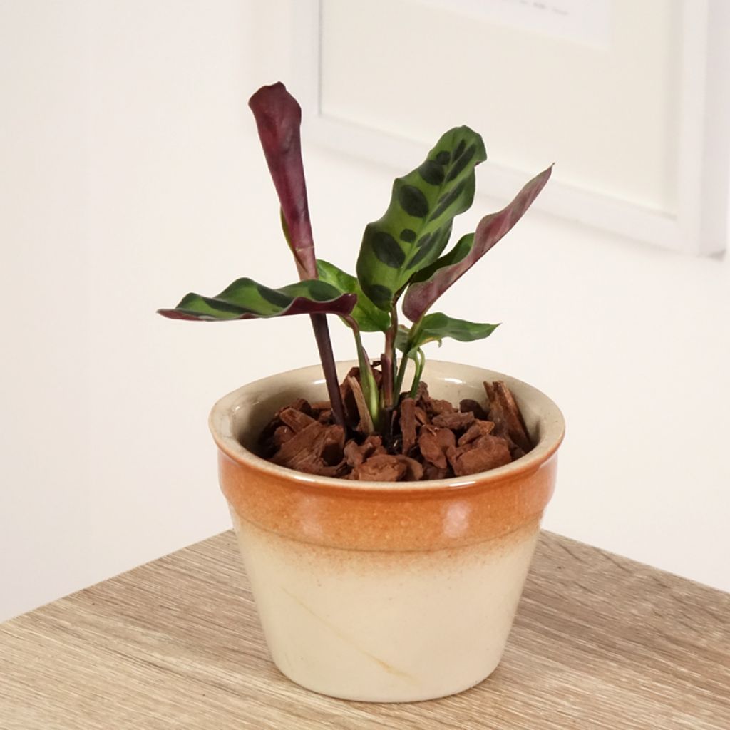 Calathea insignis
