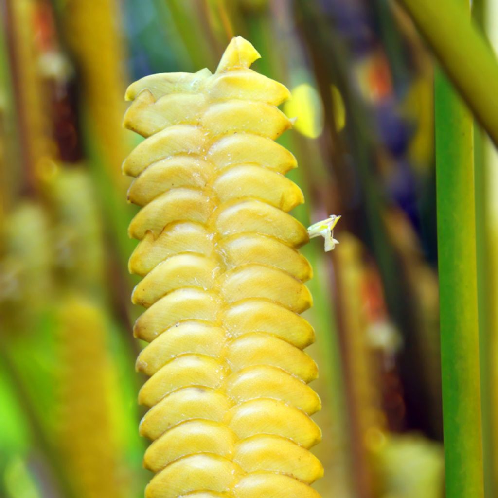 Calathea insignis