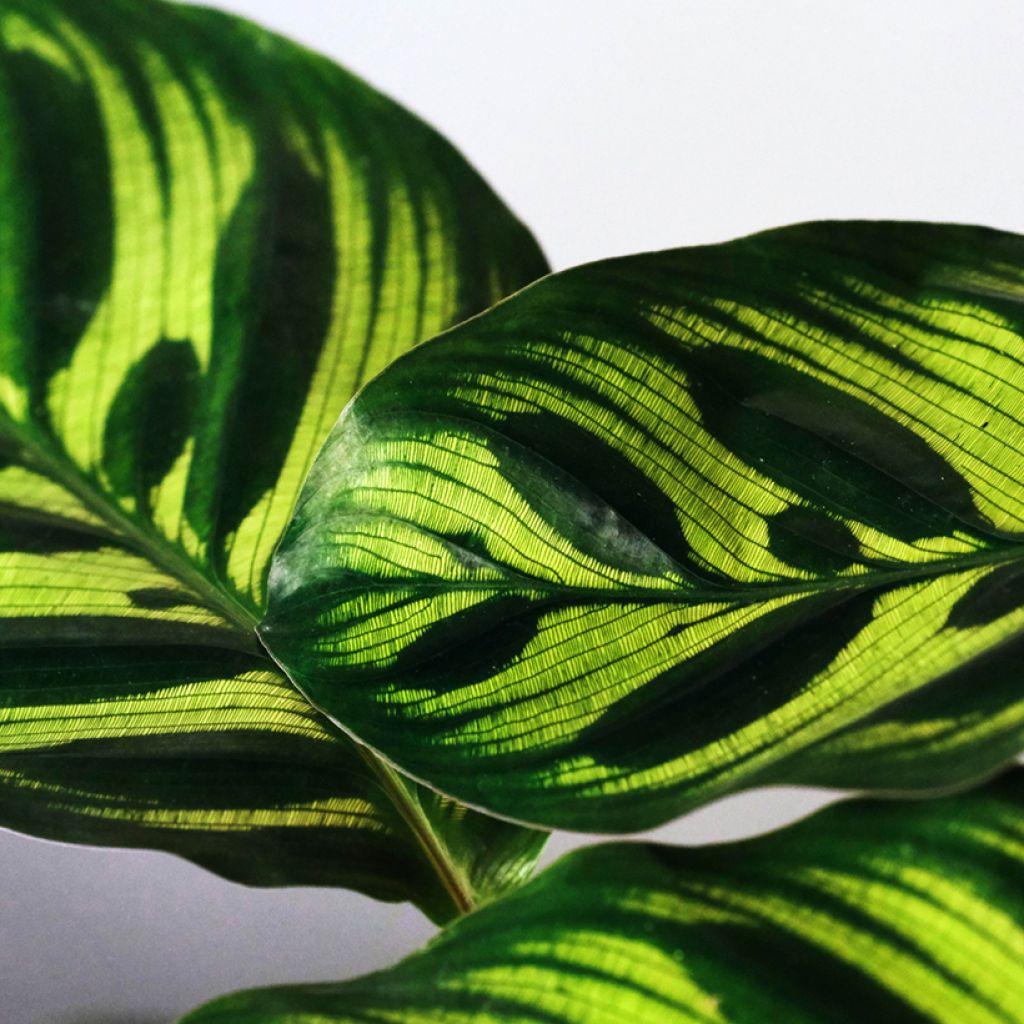 Calathea makoyana
