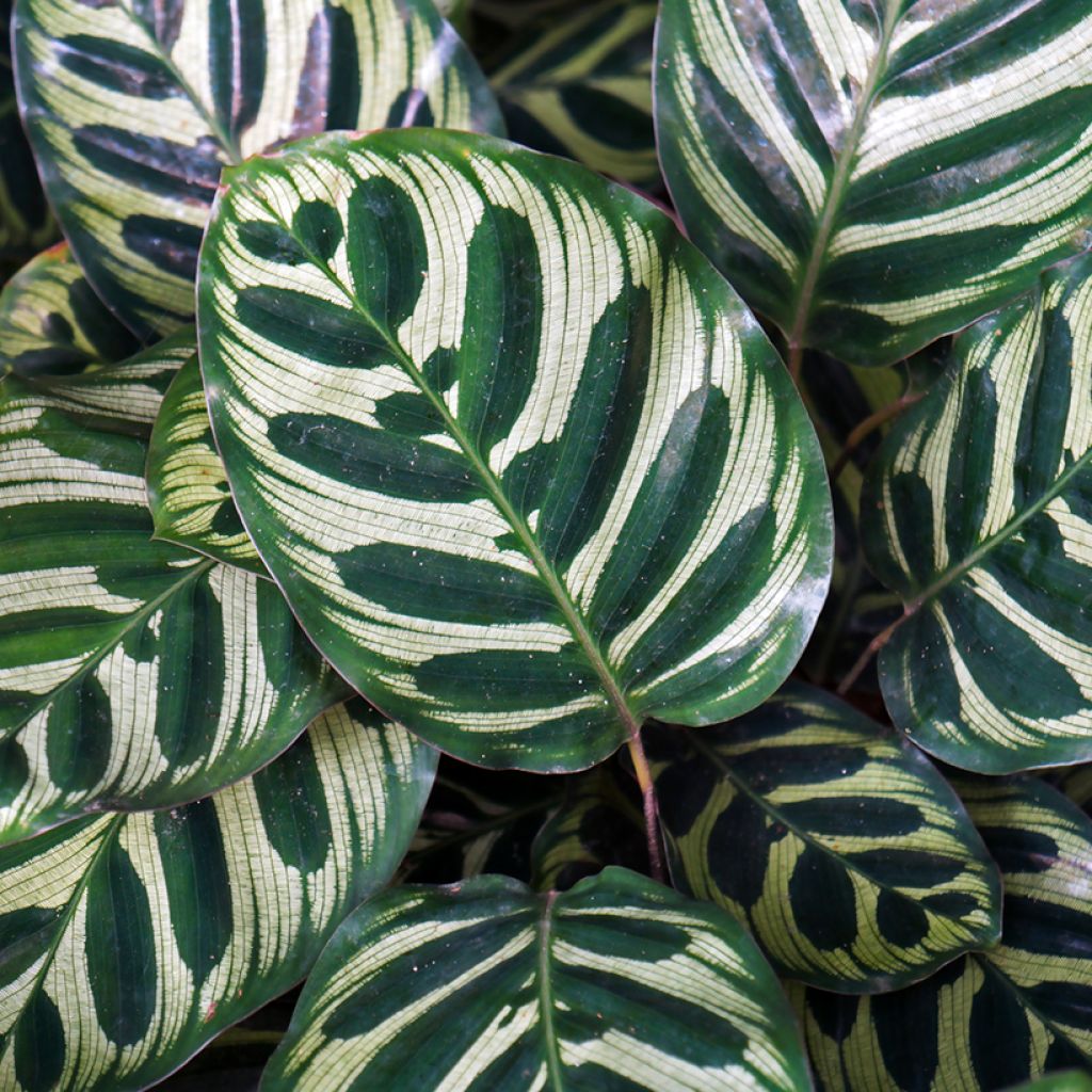 Calathea makoyana